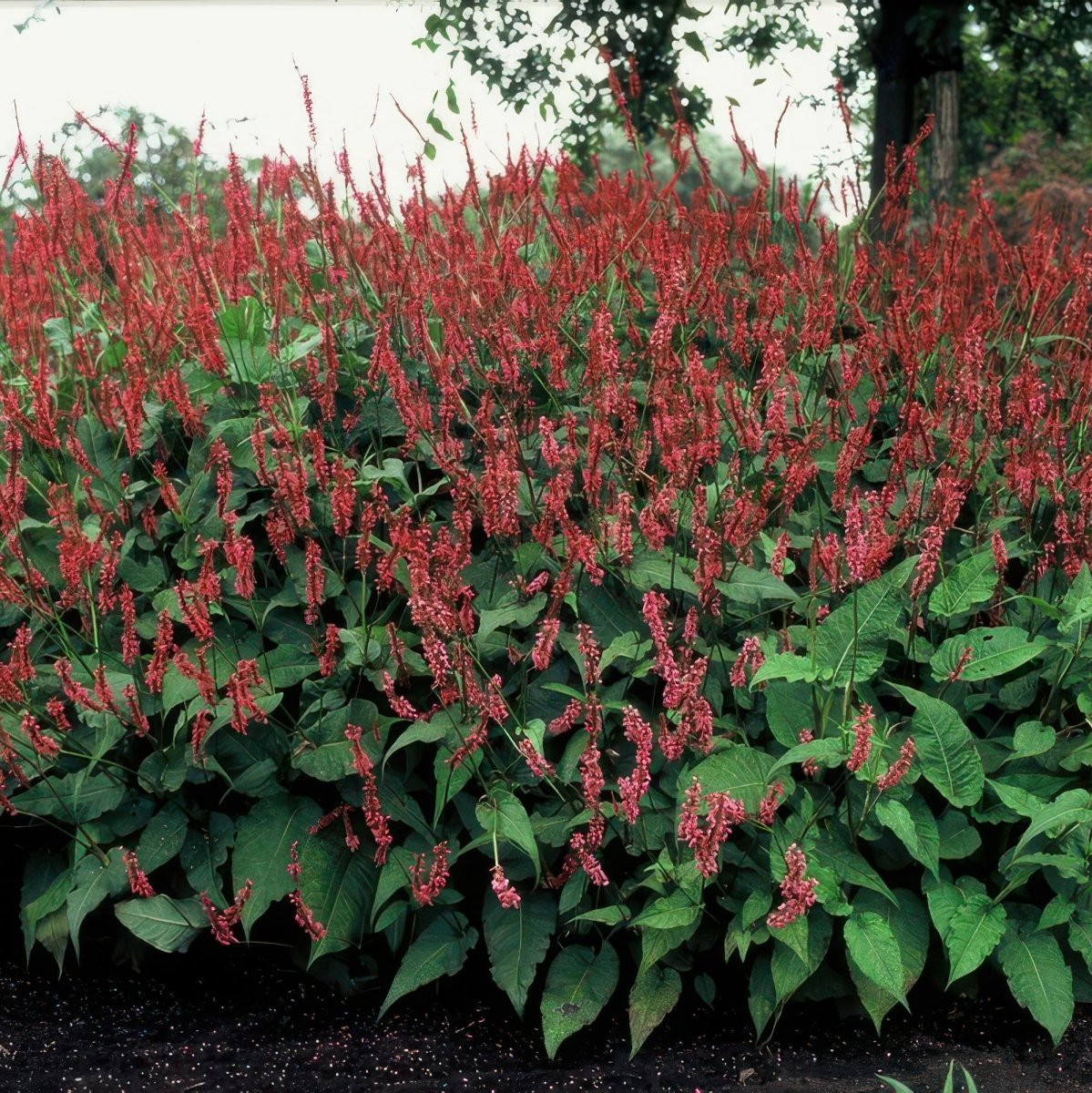 Persicaria amplexicaulis – 24 Pflanzen Ø 9 cm Höhe 10–25 cm – Kerzenknöterich | Blütenstarke Staude für Sonne &amp; Halbschatten - Wurzelwerk Design