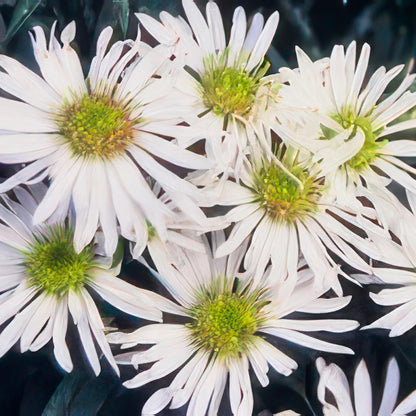 24x Aster ageratoides ‘Ashvi’ – Herbst-Aster mit zarten Blüten – Höhe 10–25 cm – Ø 9 cm