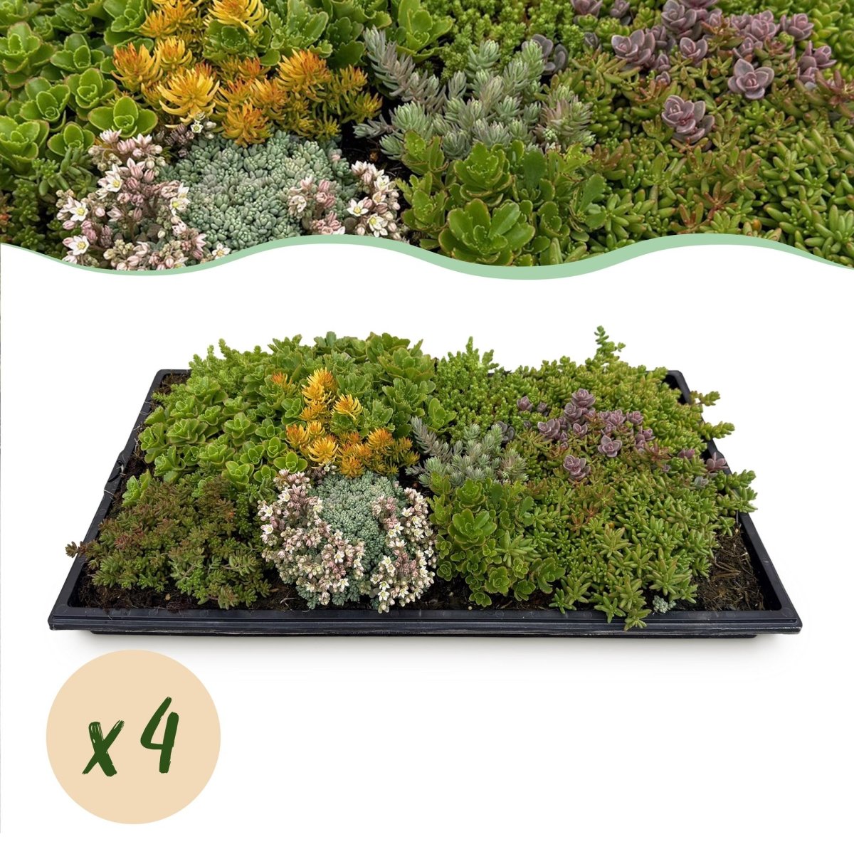 4x Bodendecker Sedummatte | Winterhart &amp; pflegeleicht – 10 Sorten – 50×30 cm - Wurzelwerk Design
