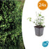 24x Euonymus fort. &