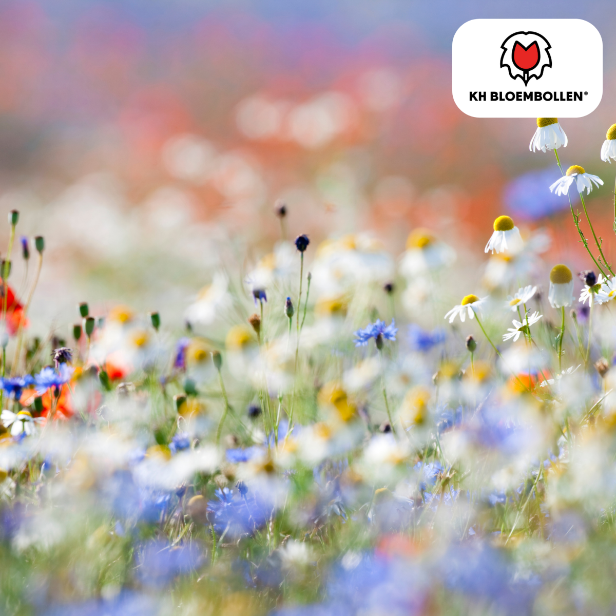 Wildblumensamenmischung – 100 g | Bienenfreundlich &amp; heimisch - Wurzelwerk Design