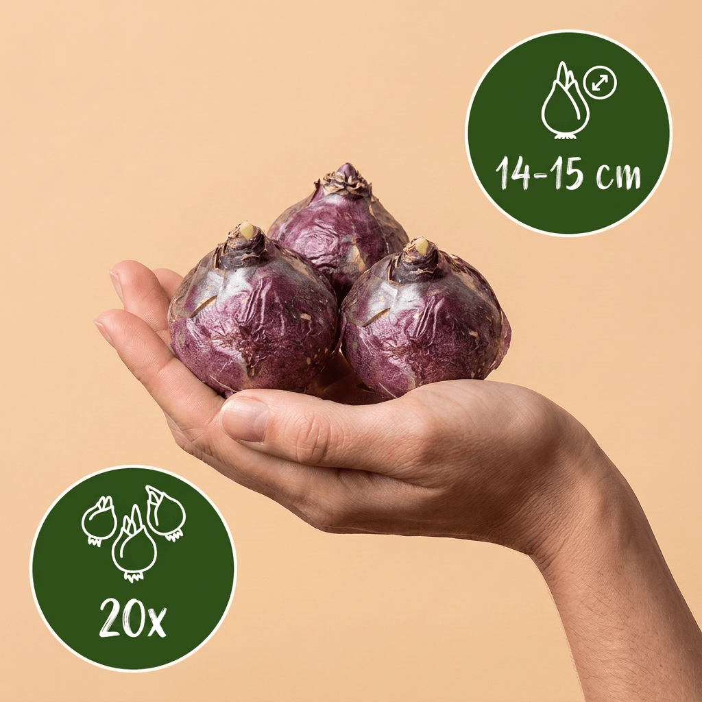Hyazinthen-Mischung – Hyacinthus orientalis online kaufen | 20 bis 80 Blumenzwiebeln, bunt &amp; intensiv duftend – Wurzelwerk Design - Wurzelwerk Design
