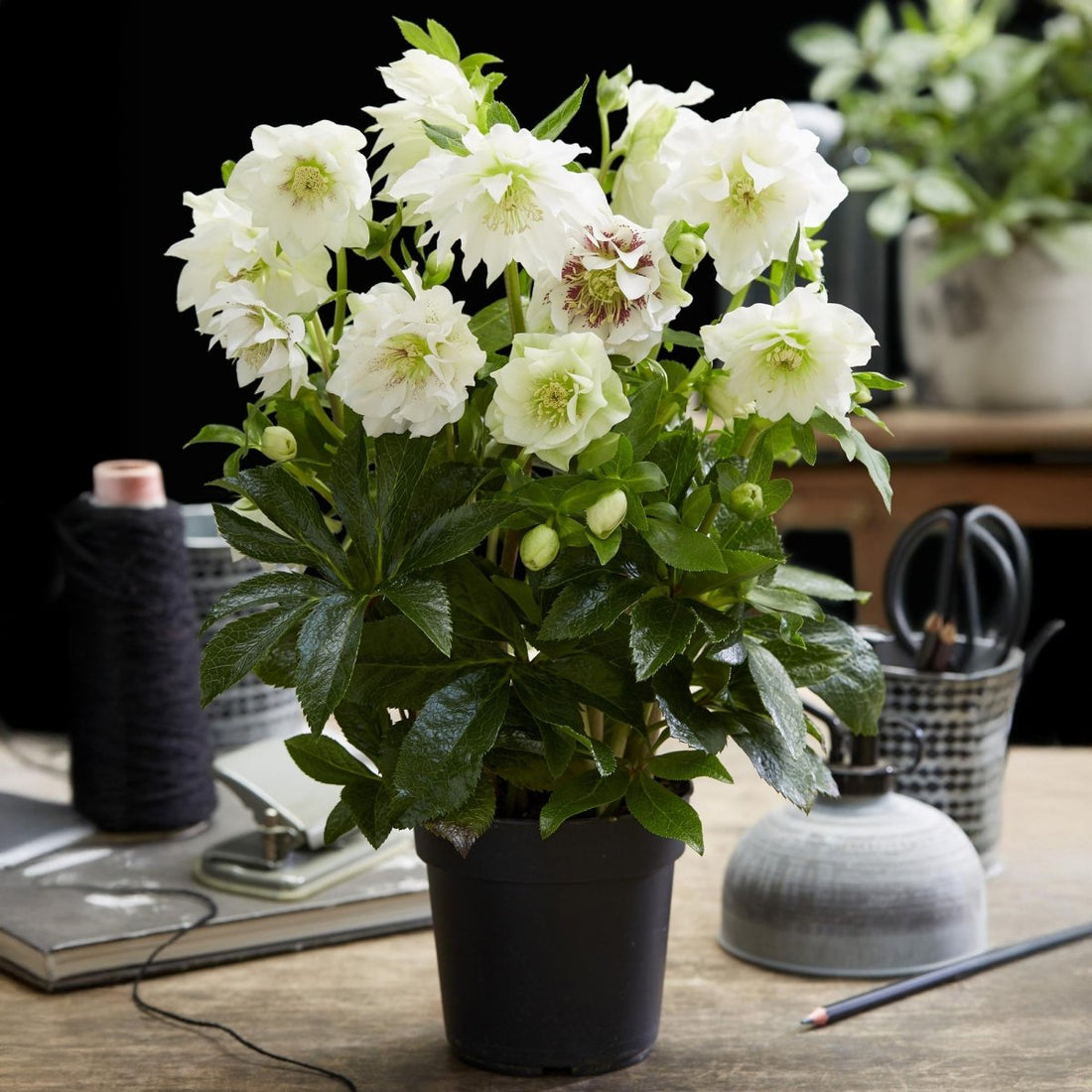 Lenzrose &