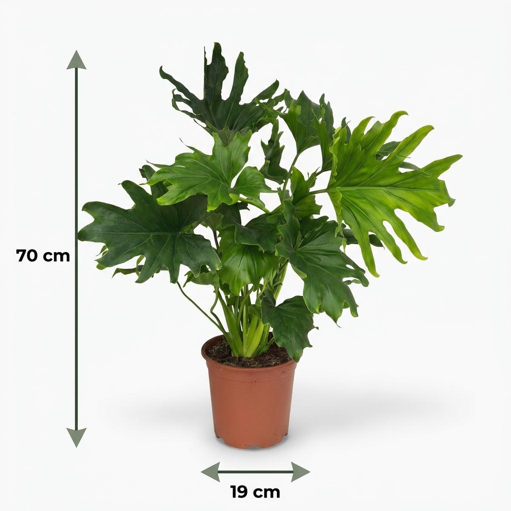 Philodendron Lickety Split kaufen | Zimmerpflanze – Topf Ø 19 cm, Höhe 70 cm - Wurzelwerk Design