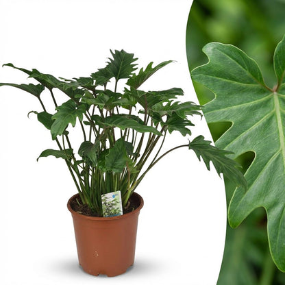 Everspring Philodendron Xanadu Zimmerpflanze in Topf mit Durchmesser 19 cm, Höhe 60 cm, grüne Blätter, dekorativ.