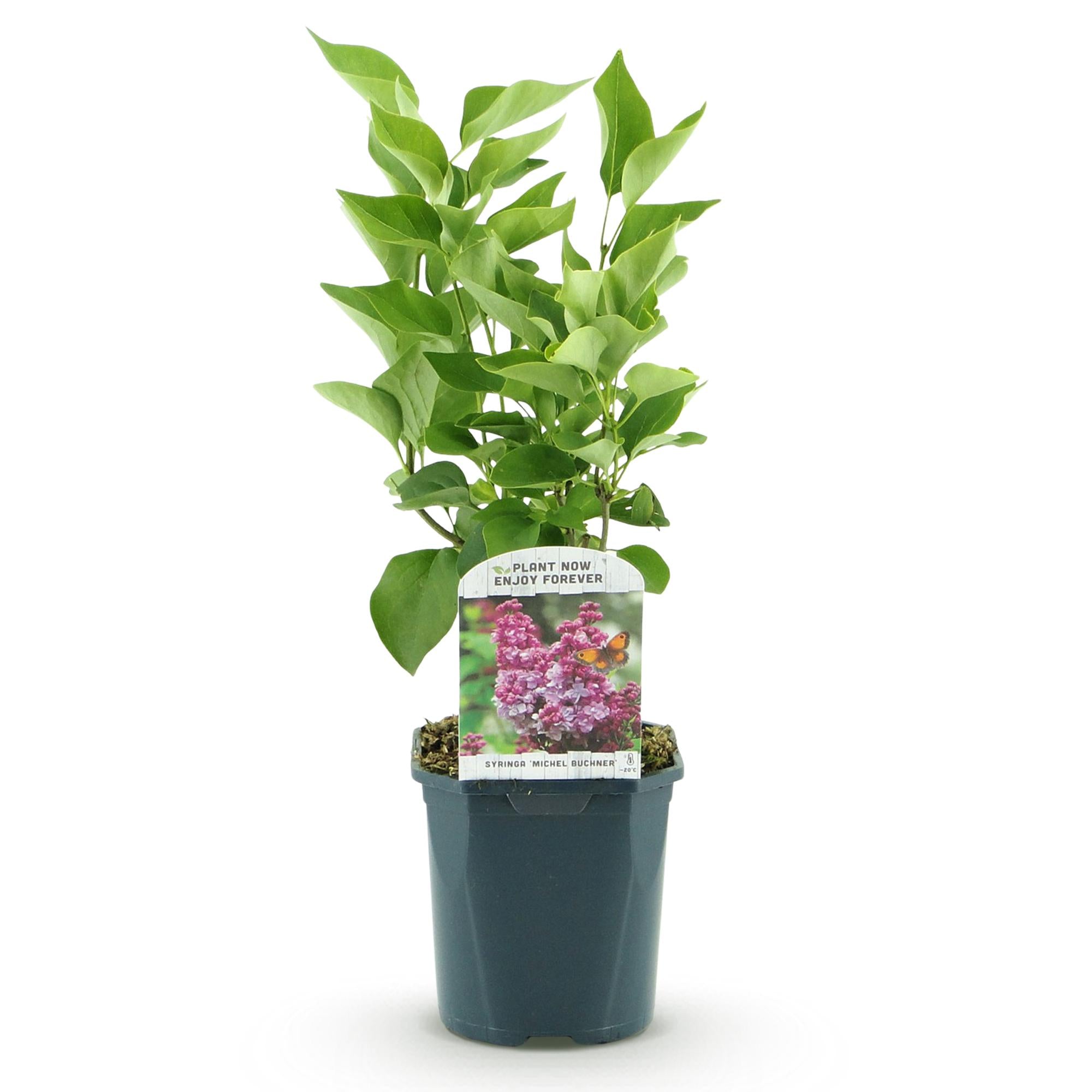 Everspring Syringa vulgaris Michel Buchner Pink, robuste Pflanze in Topf, 45 cm hoch, ideal für Garten und Balkon.