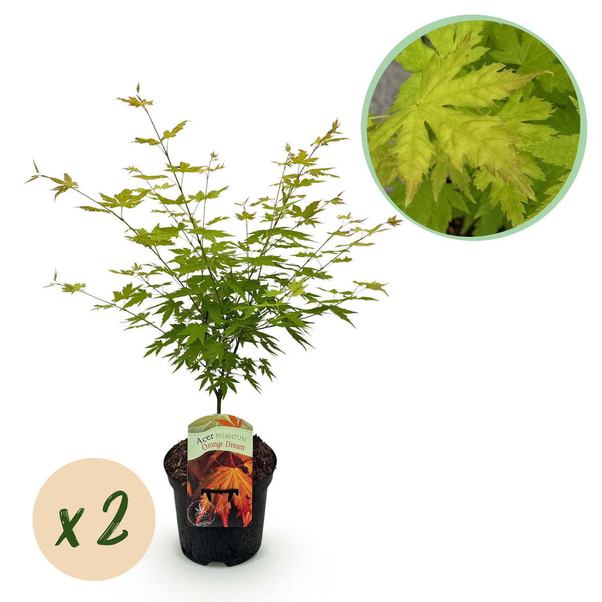 Zwei japanische Ahornbäume Acer palmatum Orange Dream mit orangefarbenem Laub in Töpfen, etwa 70 cm hoch, laubabwerfend.