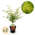 Zwei japanische Ahornbäume Acer palmatum Orange Dream mit orangefarbenem Laub in Töpfen, etwa 70 cm hoch, laubabwerfend.