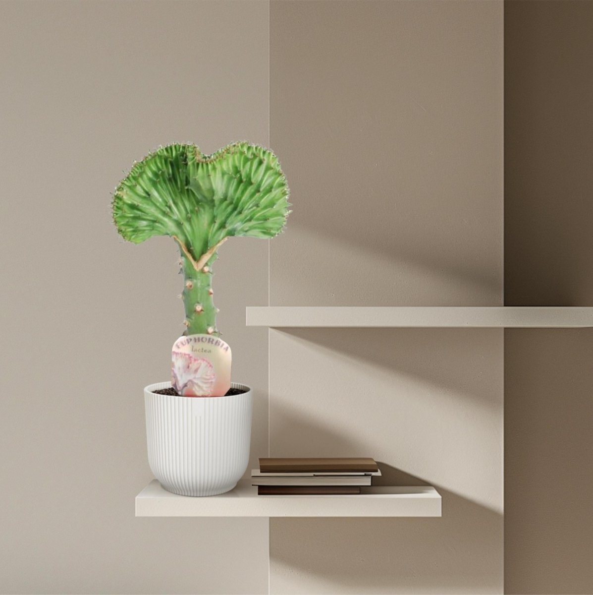 Euphorbia lactea Cristata grün - 35 cm - Ø 12 cm - Wurzelwerk Design