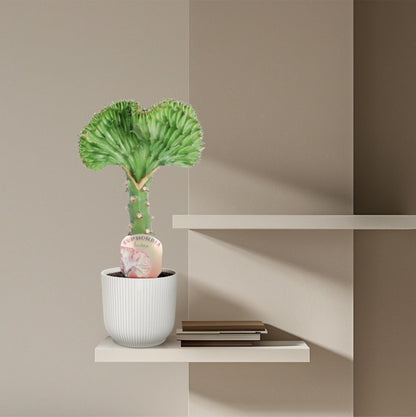 Euphorbia lactea Cristata grün - 35 cm - Ø 12 cm - Wurzelwerk Design