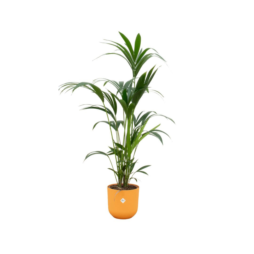 Kentia - Palme 160cm mit Topf – Elegante Zimmerpalme für stilvolles Grün - Wurzelwerk Design
