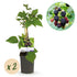 Zwei dornenlose Schwarze Brombeerpflanzen Rubus fruticosus Triple Crown im Topf, Everspring, Höhe ca. 40 cm, 11 cm Topf