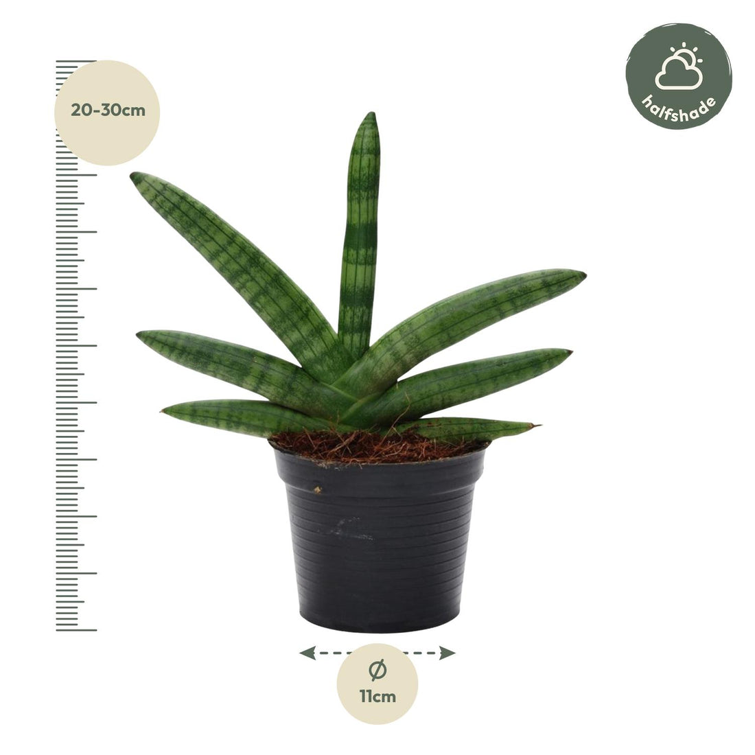 Sansevieria ‘Skyline’ – 25 cm kompakte Design‑Pflanze