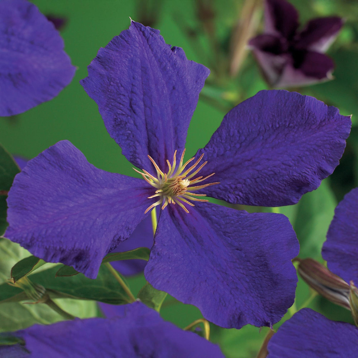 Zwei Everspring Clematis Jackmanii Pflanzen mit blauen Blüten im Topf, ca. 40cm hoch, wenig Pflege, 11cm Topfgröße.
