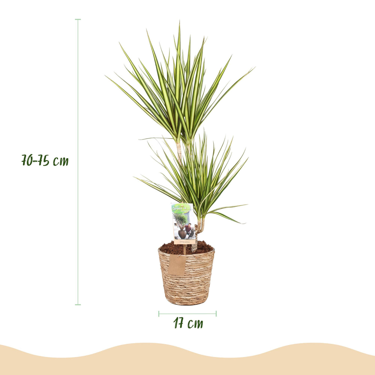 Dracaena Sunray Pflanze in Korb, Everspring, mit langen grünen Blättern, verschiedene Größen, Zimmerpflanze für dekorativen Raum