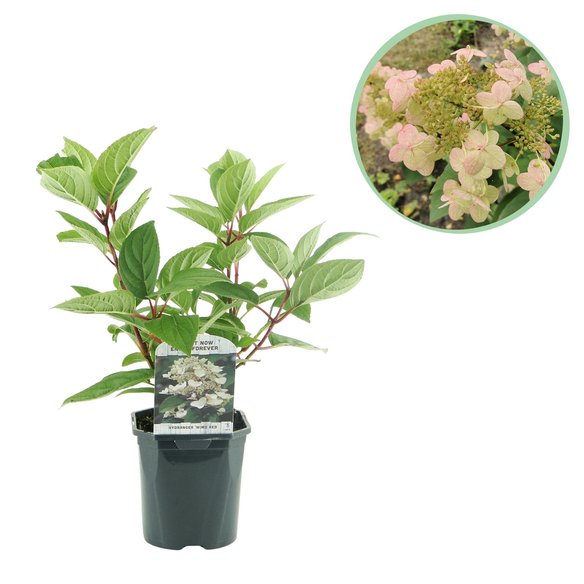 Rispenhortensie Hydrangea panniculata Wims Red mit weißen und roten Blüten, große Blüte, Laubabwerfend, Topf 17cm, Höhe 50cm