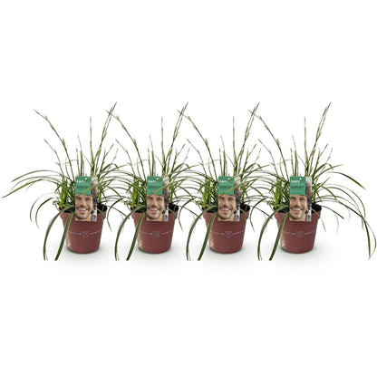 Carex morrowii &