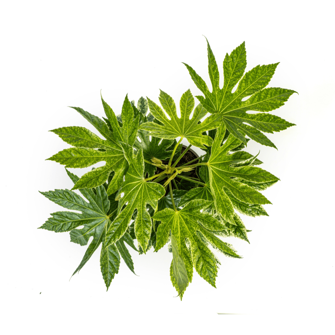 Fatsia japonica ‘Spider’s Web’ 40–50 cm | Japanische Aralie im Ø19 cm Topf – Immergrün &amp; Exklusiv - Wurzelwerk Design
