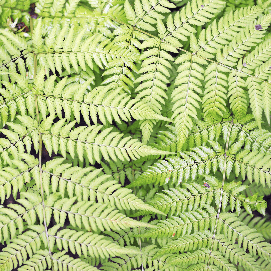 Sechs Everspring Wald-Farn in Töpfen, 10-25cm hoch, Durchmesser 9cm, grüne Stauden für Garten und Balkon