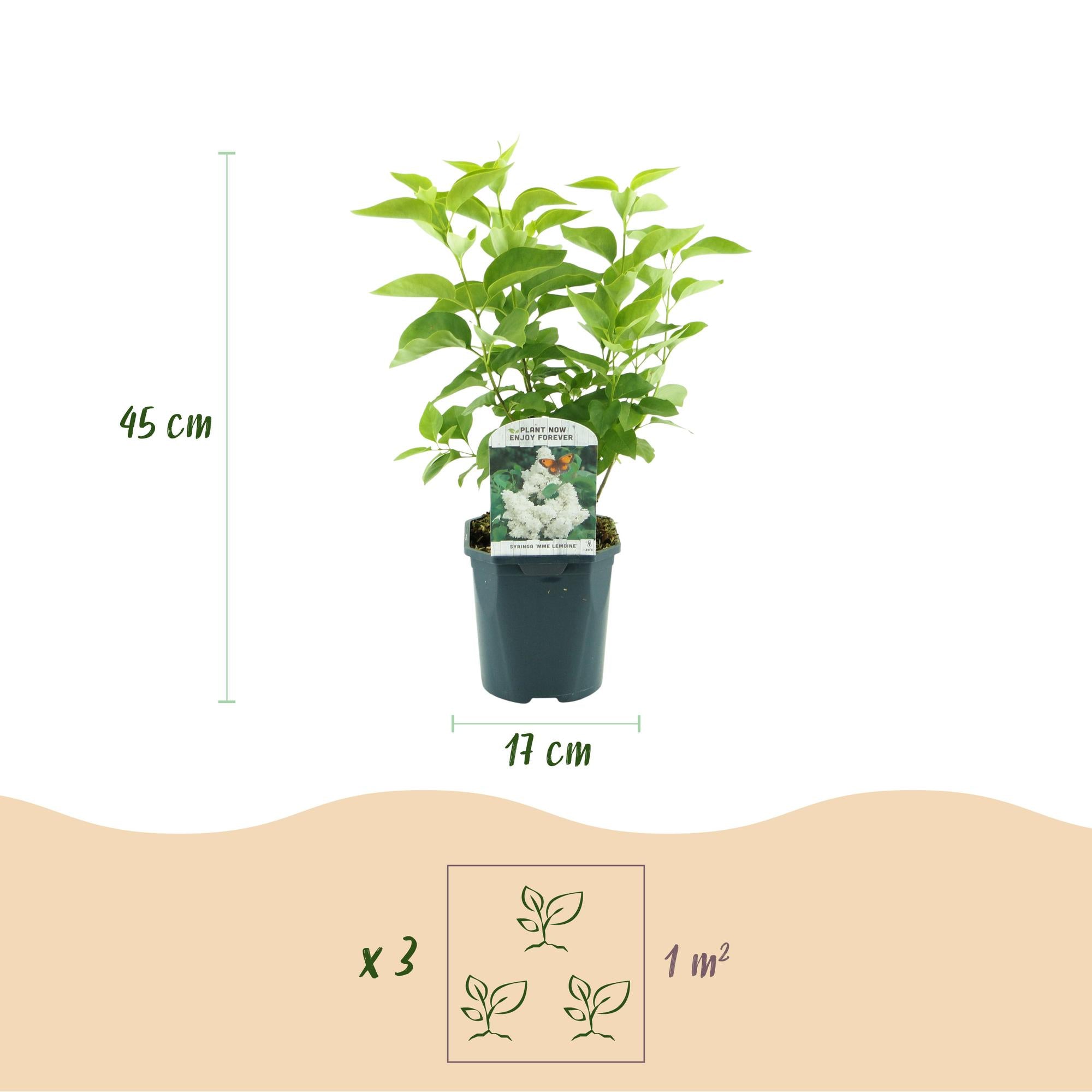 Weiße Syringa vulgaris Mme Lemoine Pflanze in Topf, 17cm Durchmesser, Höhe 45cm, von Everspring.