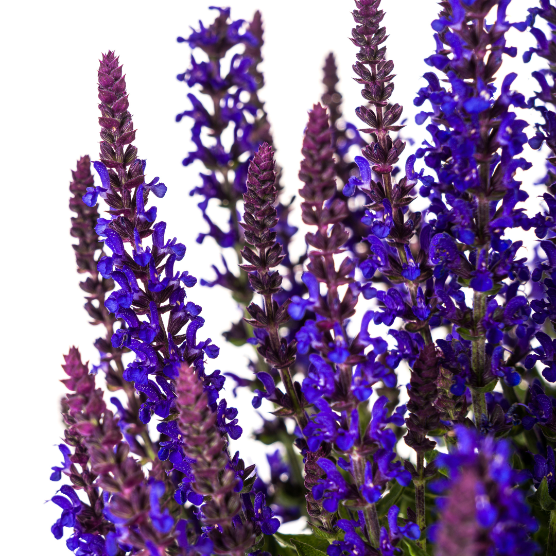 Steppen-Salbei Ø19cm - ↕50 - 60cm