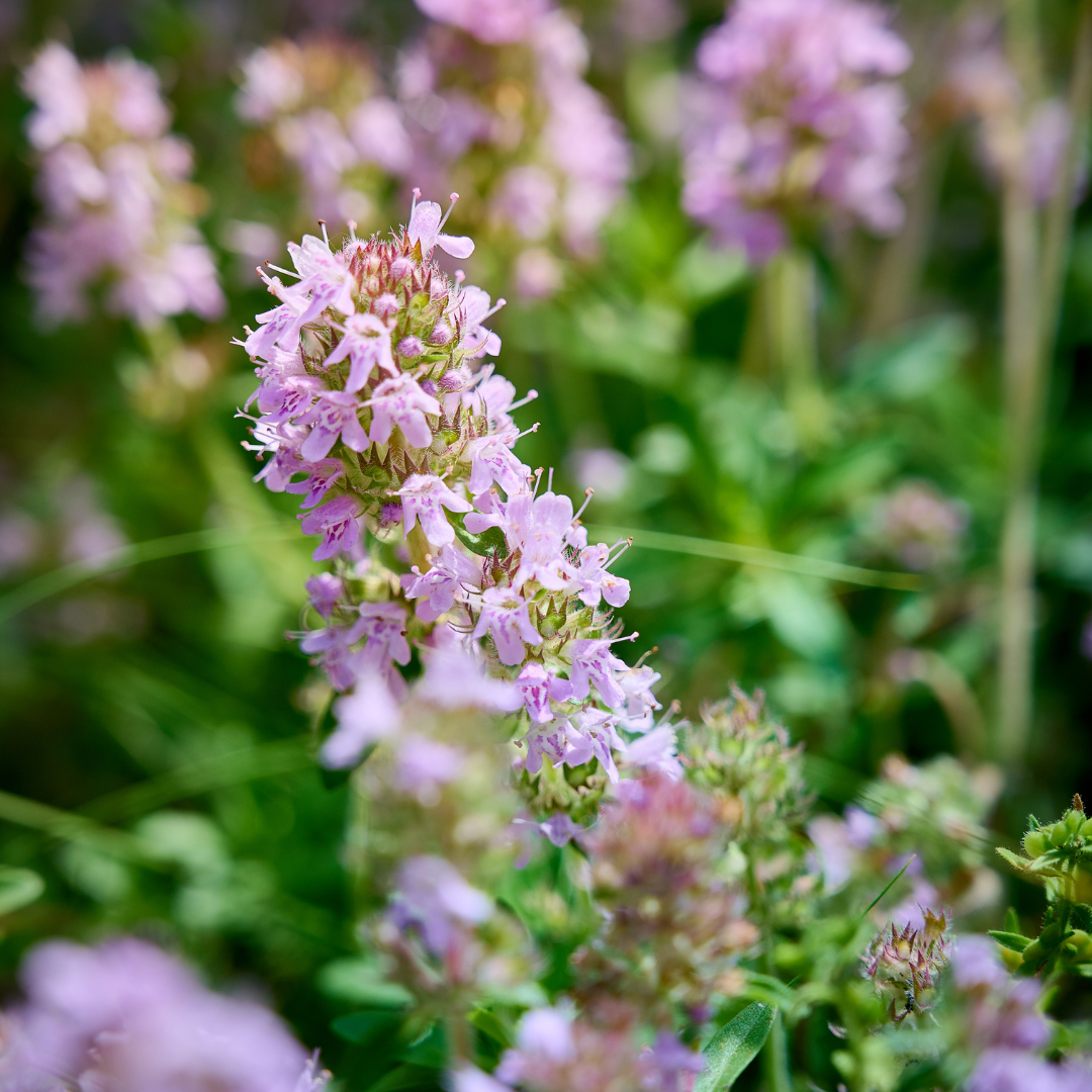 Sechsmal Thymus vulgaris Topf, ca. 10-25cm hoch, ø 9cm, von Everspring, frischer Küchen-Kräuter in kleinen Töpfen