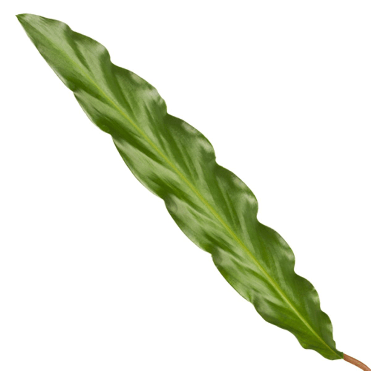 Calathea Elgergrass 35 cm | Korbmarante im Ø12 cm Topf – Immergrün &amp; Haustierfreundlich - Wurzelwerk Design