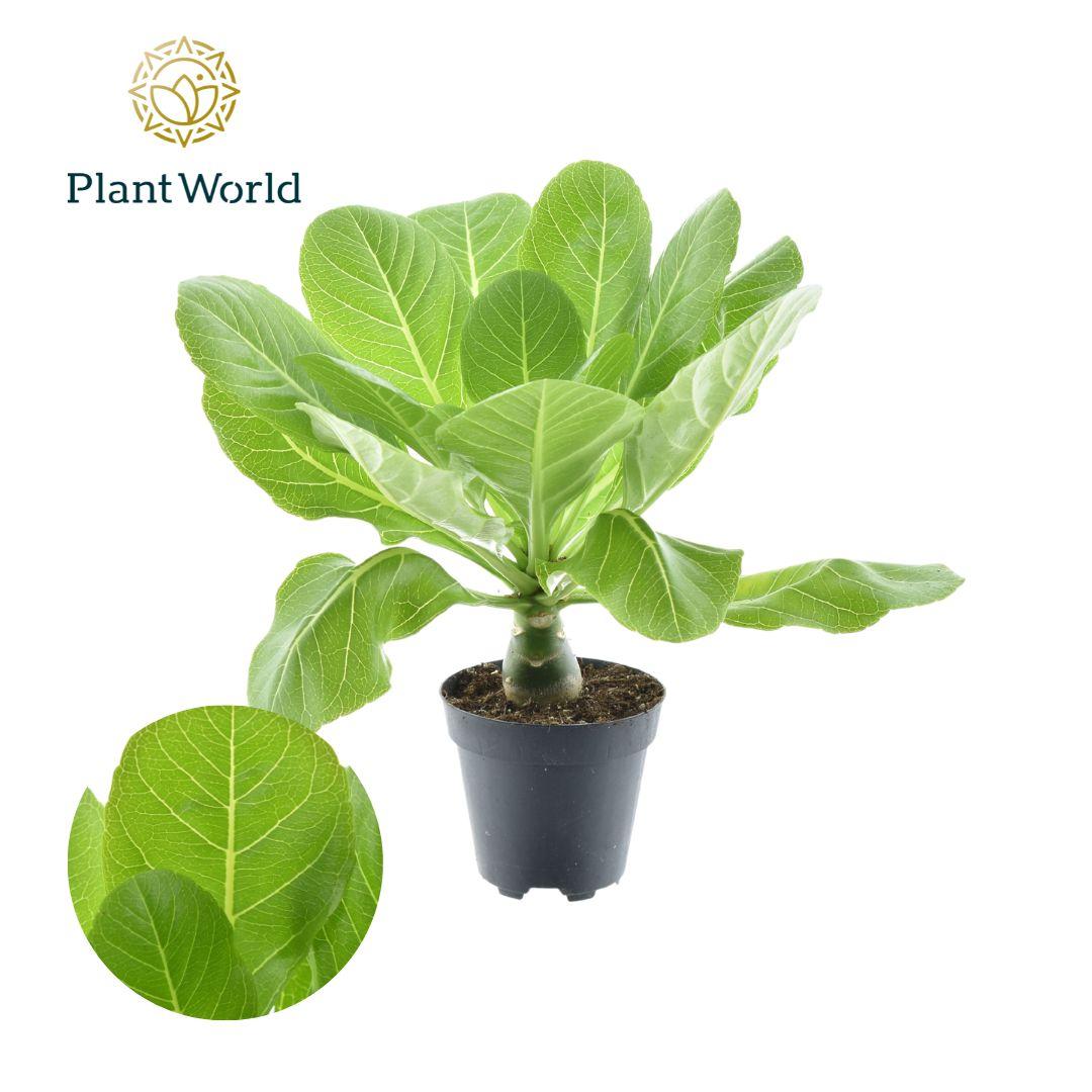 Everspring Brighamia Insignis Hawaii Palme, Pflanze mit grünen Blättern, Topfgröße 12cm, Höhe ca. 37cm, im Thumbnail.