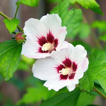 Hibiscus syriacus Hamabo Pflanze mit hellrosa Blüte, laubabwerfend, in 17cm Topf, ca. 45cm hoch, pflegeleicht, von Everspring