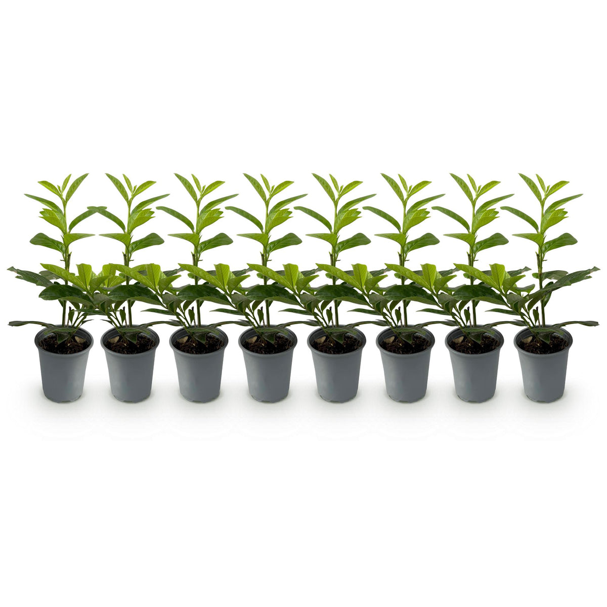 Grüne Prunus laurocerasus Novita Heckenpflanzen von Everspring, 8 topfgewachsene immergrüne Pflanzen, ca. 30-35cm hoch.