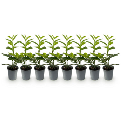 Grüne Prunus laurocerasus Novita Heckenpflanzen von Everspring, 8 topfgewachsene immergrüne Pflanzen, ca. 30-35cm hoch.