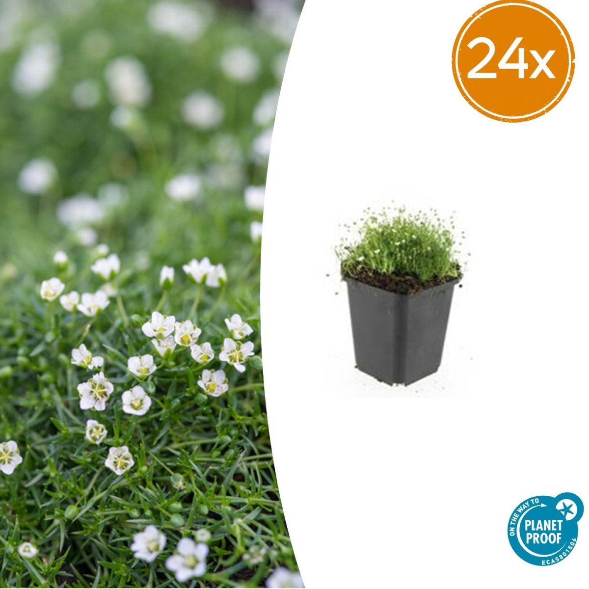 Sagina subulata – 24 Pflanzen Ø 9 cm Höhe 10–25 cm – Immergrüner, trittfester Moos - Bodendecker für sonnige &amp; halbschattige Lagen - Wurzelwerk Design