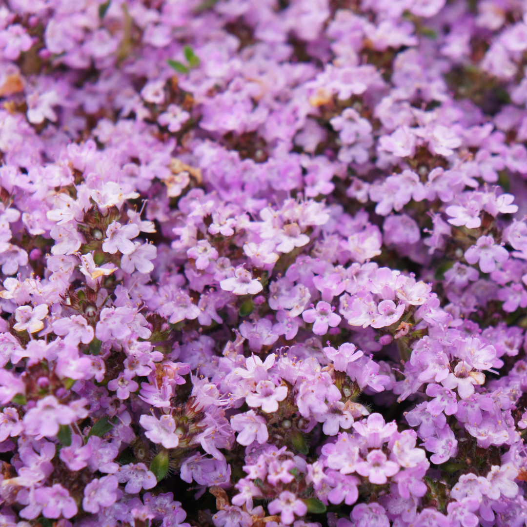 Sechs Thymus praecox &