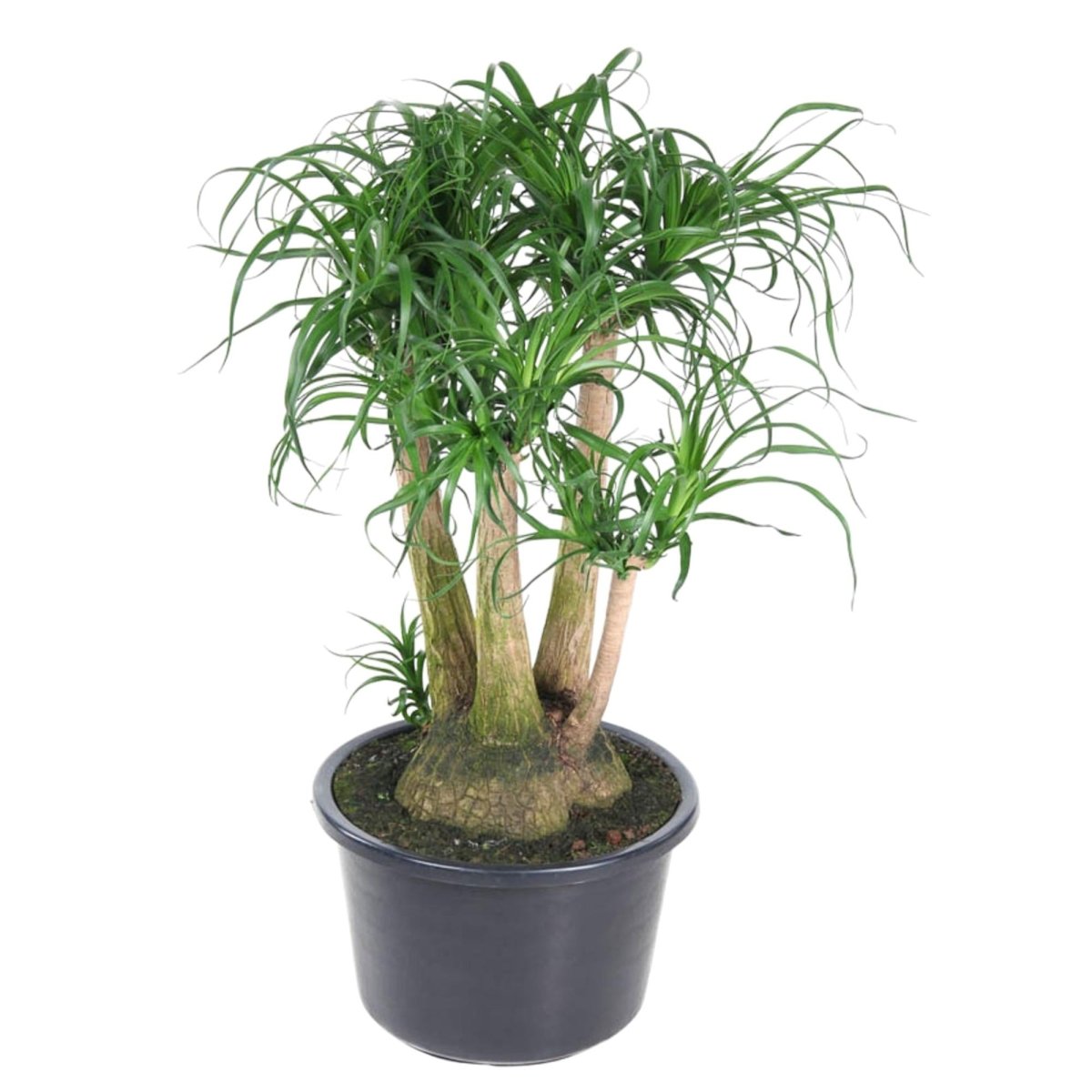 Beaucarnea Elefantenfuß verzweigt 110 cm | Premium - Zimmerpflanze im Ø41 cm Topf – Pflegeleicht &amp; Exotisch - Wurzelwerk Design