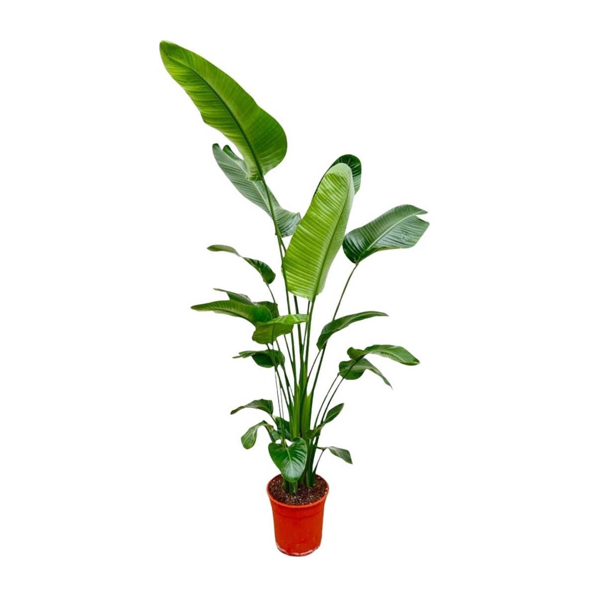 Strelitzia Nicolai - 180 - 200 cm - Ø 25 - 30 cm - Wurzelwerk Design