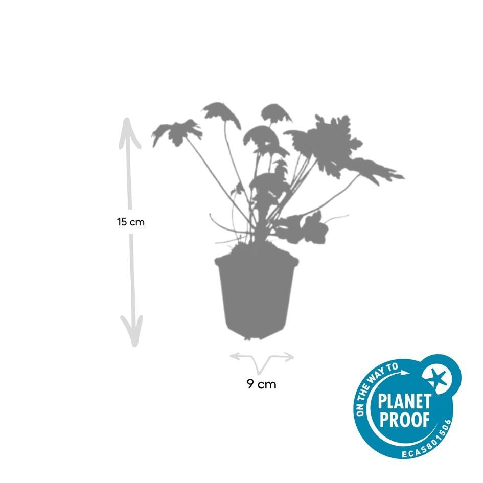 24x Geranium macr. ‘Spessart’ - Höhe 10 - 25 cm - Ø 9 cm - Wurzelwerk Design