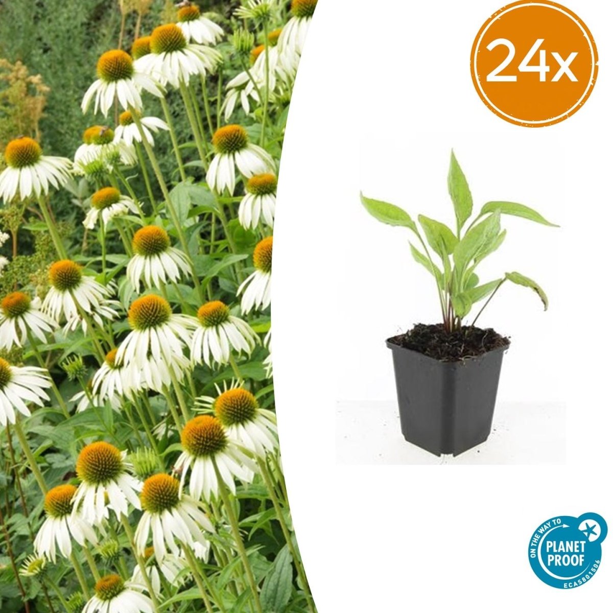 24x Echinacea p. ‘White Swan’ - Höhe 10 - 25 cm - Ø 9 cm - Wurzelwerk Design