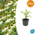 24x Echinacea p. ‘White Swan’ - Höhe 10 - 25 cm - Ø 9 cm - Wurzelwerk Design