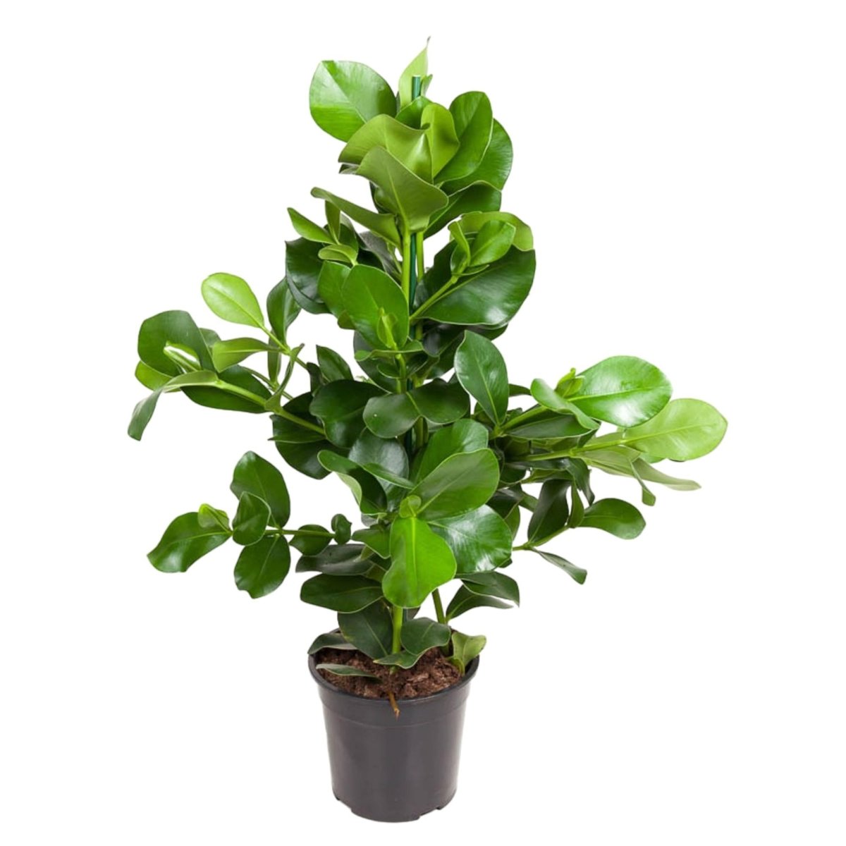 Clusia rosea 110 cm | Balsamapfel im Ø24 cm Topf – Moderne &amp; Pflegeleichte Zimmerpflanze - Wurzelwerk Design