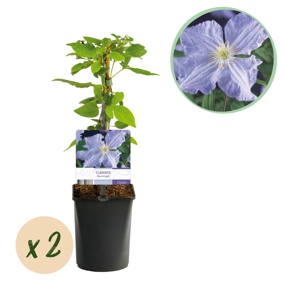 Clematis Blue Angel - Blüte Hellblau - Wenig Pflege - 2 Pflanzen - Topf 11cm Höhe 40cm - Wurzelwerk Design