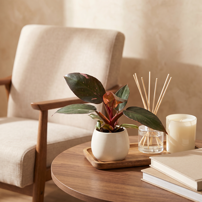 Philodendron &
