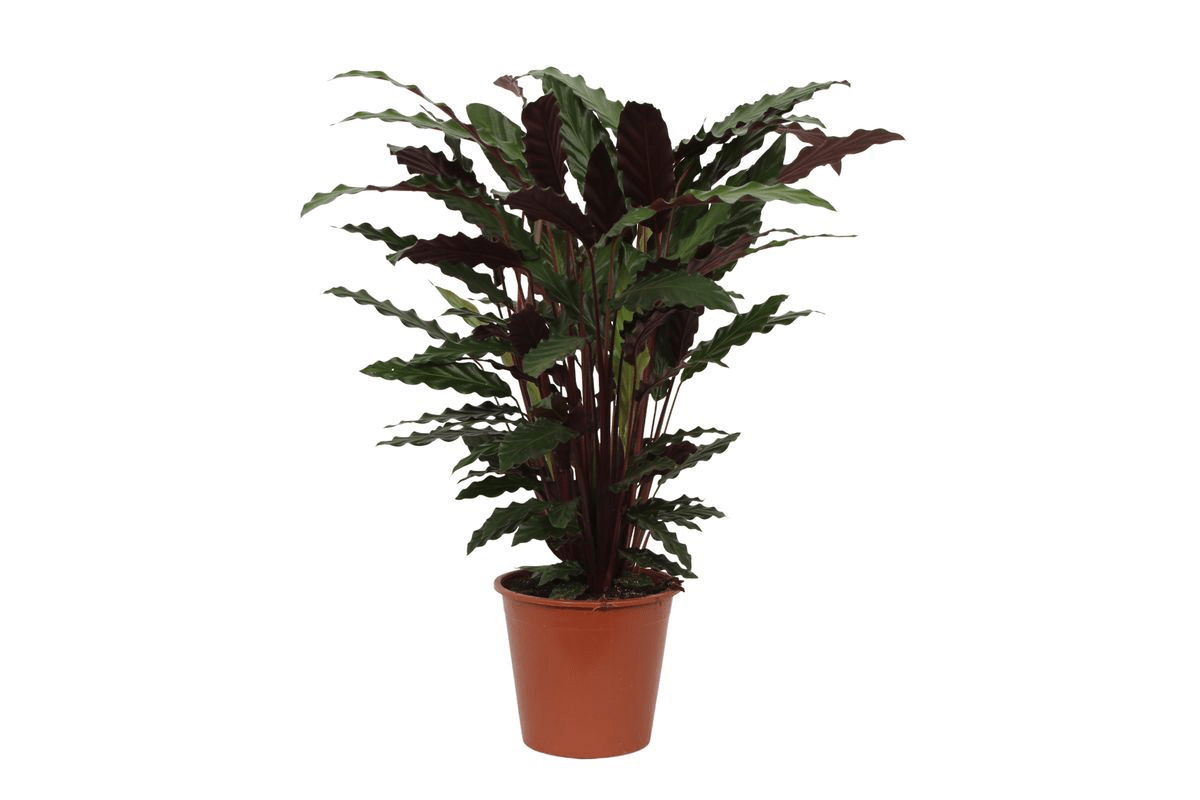 Calathea ‘Wavestar’ 80 cm | Korbmarante im Ø19 cm Topf – Pflegeleicht &amp; Haustierfreundlich - Wurzelwerk Design