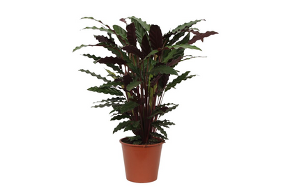 Calathea ‘Wavestar’ 80 cm | Korbmarante im Ø19 cm Topf – Pflegeleicht &amp; Haustierfreundlich