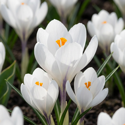 Krokus Weiß – Crocus online kaufen | 60 bis 240 Blumenzwiebeln, großblütig &amp; reinweiß – Wurzelwerk Design