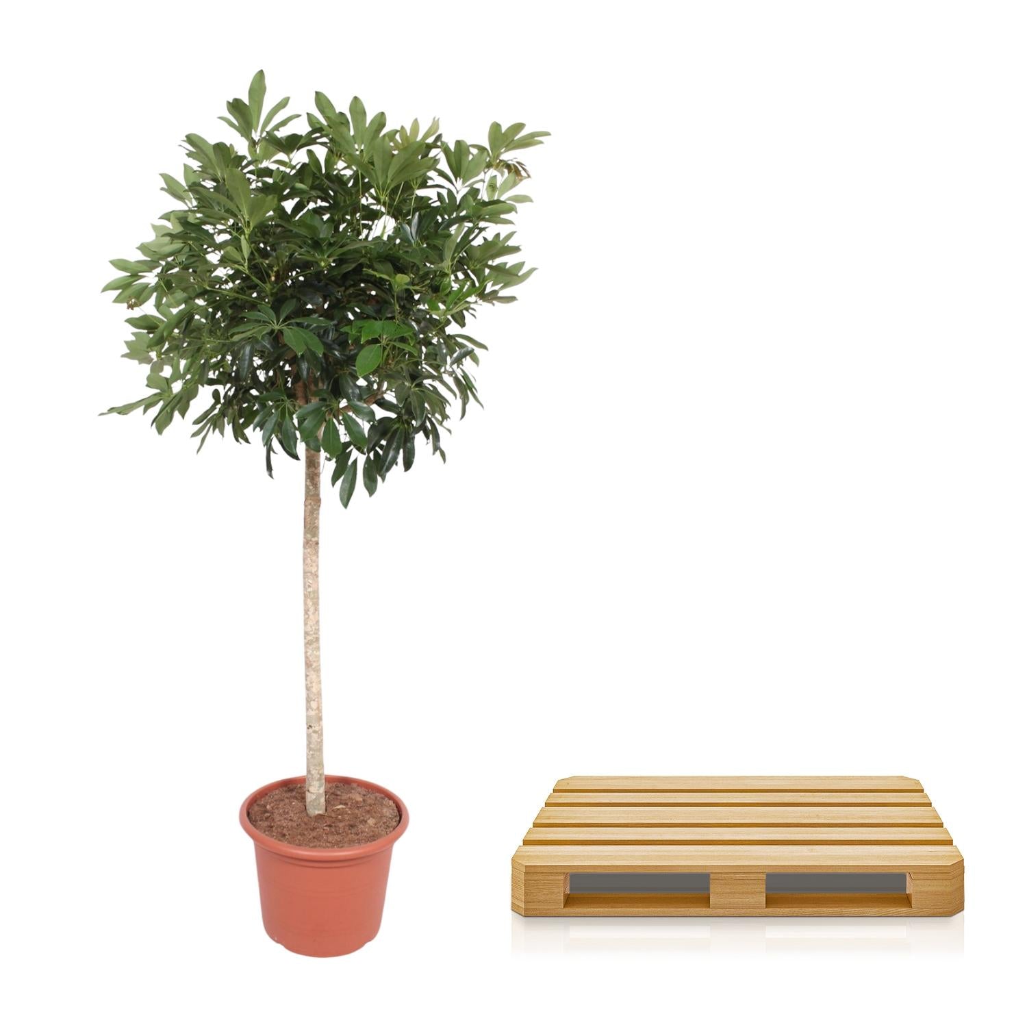 Everspring Schefflera Arboricola Compacta Pflanze, 190 cm hoch mit einem Durchmesser von 45 cm, grüne Blätter, Zimmerpflanze