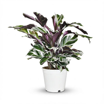 Everspring Calathea Fusion White Pflanze, 35-40 cm hoch, mit weißen Musterblättern in Topf, Ø 14 cm, Zimmerpflanze