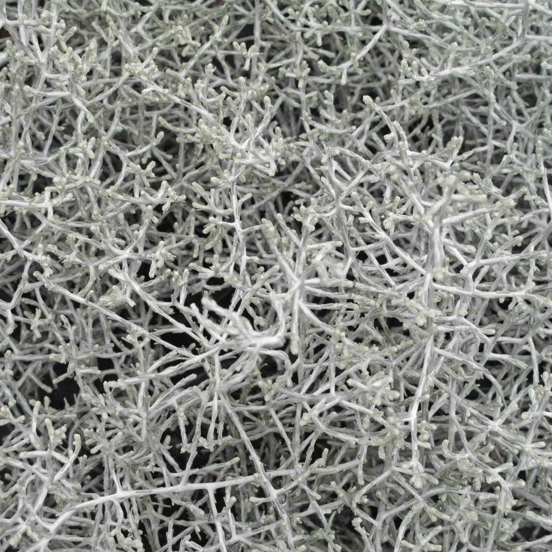 6x Calocephalus (Silberstrauch) – Ø 10 cm – Höhe 15 cm - Wurzelwerk Design