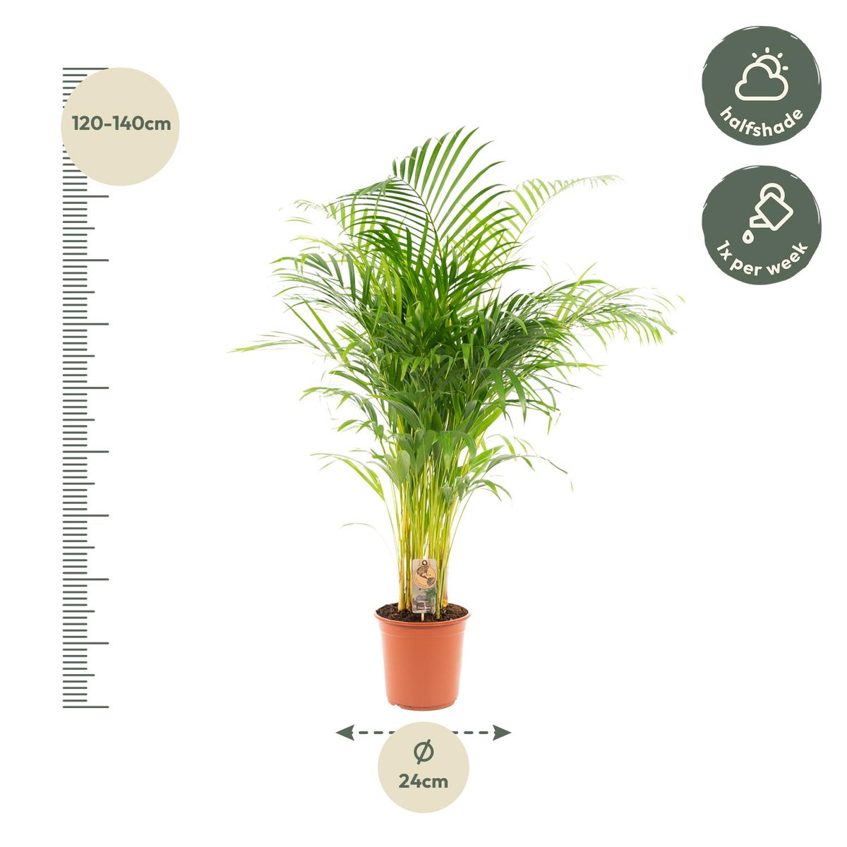 Areca-Palme Pflanze von Everspring, 130 cm hoch, mit grünen Blättern, in Topf mit Durchmesser 21 cm.