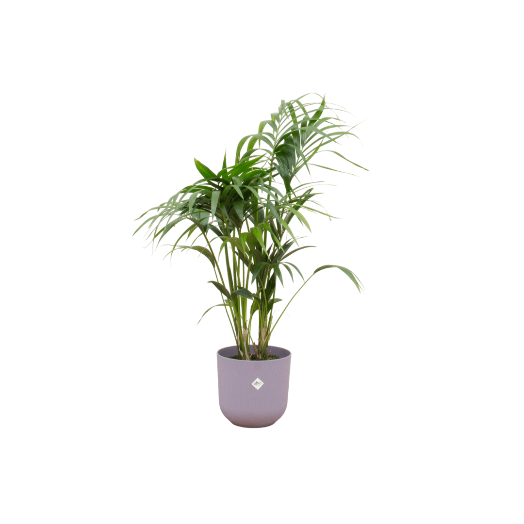 Kentia Palme 130 cm – Elegante Zimmerpalme im Topf - Wurzelwerk Design