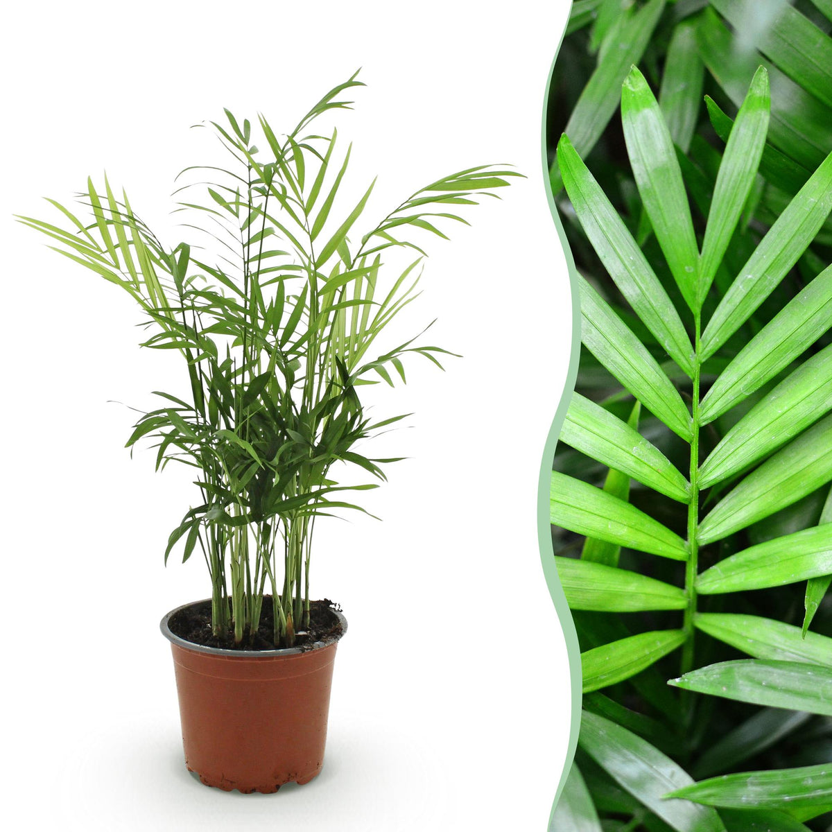 Chamaedorea elegans Goldpalme in Topf mit 12cm Durchmesser, Höhe 15cm, Everspring Zimmerpflanze auf Bild.